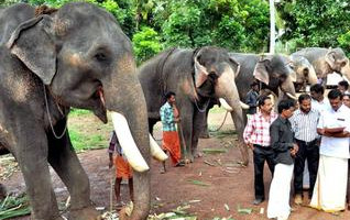 Puthenkulam Elephant Village